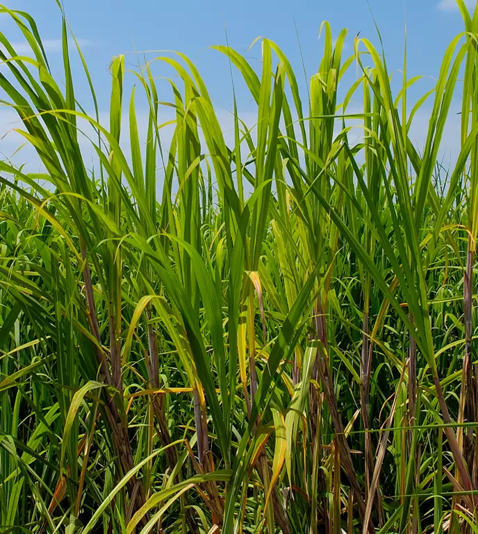 Vegetation Health Analysis